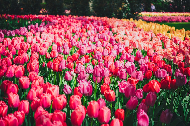 Photo by <a href="https://unsplash.com/@nellstephanj?utm_content=creditCopyText&utm_medium=referral&utm_source=unsplash">Stephan Nell</a> on <a href="https://unsplash.com/photos/a-field-of-red-and-yellow-tulips-with-trees-in-the-background-Gn4a1qKxYqM?utm_content=creditCopyText&utm_medium=referral&utm_source=unsplash">Unsplash</a><br />
  